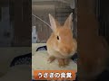 うさぎのうんちは栄養豊富⁉︎食糞は生きるために必要な習慣