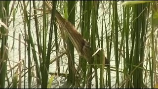 இரையைக் கொத்தும் இளம் கொக்கு | Indian Pond Heron on grass