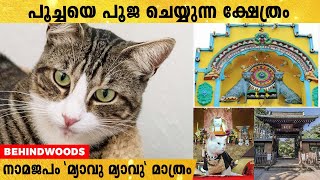 ഇന്ത്യയിൽ പൂച്ചയെ ആരാധിക്കുന്ന ഒരു ഗ്രാമം