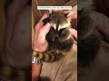 kind man adopts abandoned baby raccoon and gives it a loving home raccoon shortvideo animalshorts