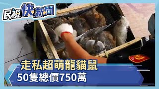 走私超萌龍貓鼠 50隻總價750萬－民視新聞