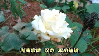 实拍湖南常德湘北农村，这是我见过最美的农村，大家没有意见吧?