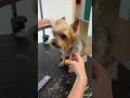 yorkie haircut with tipped ears