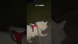 我が家の秋田犬シロ(悠真)Akita 🐕２０２４年９月５日夜散歩☀️