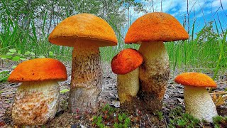 ГЛАЗА ВИДЕЛИ, А МОЗГИ НЕ ПОВЕРИЛИ! ПЕРВЫЕ БЕЛЫЕ ГРИБЫ БОРОВИКИ 2022! ПОДОСИНОВИКИ МАСЛЯТА! Грибник