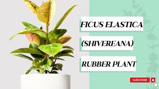 Ficus elastica Shivereana Rubber Plant