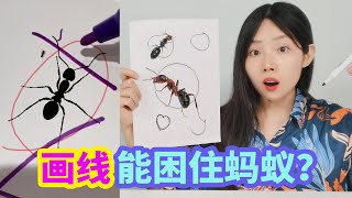 在紙上畫個圈就能把螞蟻困住，用5種筆嘗試，哪種筆真的有用？ 【妙藝手工】