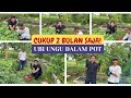 Cukup 2 Bulan! Panen Ubi Jalar Ungu di Dalam Pot