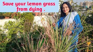 Care tips for lemon grass | Rashmi's World - Create to Decorate