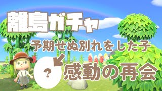 【あつ森】予期せぬ別れをしてしまった子との感動の再会離島ガチャ/推し住民を探す旅【ACNH/AnimalCrossing/Nintendo】