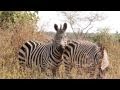 Africa - Tanzania - Tarangire National Park - Afternoon Safari Game Drive - Zebra