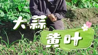 大蒜黄叶怎么办？大蒜 自己种的纯天然的绿色蔬菜 关注我一起学种菜 我的小菜园 种植小技巧