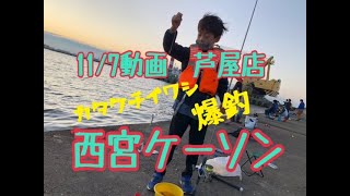 11/7西宮ケーソンでイワシ爆釣　フィッシングマックス芦屋店