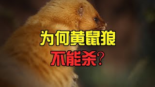 為什麼說黃鼠狼不可殺，背後的真相到底是什麼？Why can't kill the weasel？