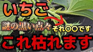 【いちご】2月でもいるの！？これいたらかなりヤバいです。早くこれやって下さい。