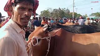 নয়ানীকান্দা গরুর | বড় বড় ষাঁড় গরু দাম দর জানুন | নালিতাবাড়ী,শেরপুর |