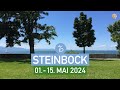 STEINBOCK ♑️ 