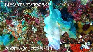 オオモンカエルアンコウのあくび！　群馬県伊勢崎市のダイビングショップ、スクール