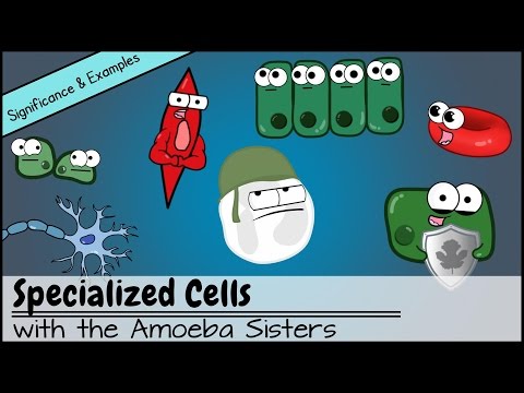 What organism contains specialized cells?