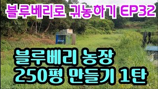 블루베리로 귀농하기 EP32 250평에 블루베리 농장 만들기