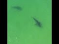 Caught on camera: Sharks tussle off coast of Chatham