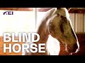 Endo, the blind horse | Equestrian World