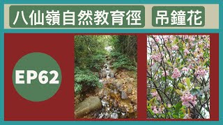 👣咪咁行◤EP62◢⛰️▶大埔行山◀⛰️八仙嶺自然教育徑 吊鐘花