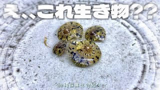 沖縄で捕まえてきた世にも奇妙な生物達の飼育環境をセッティングする