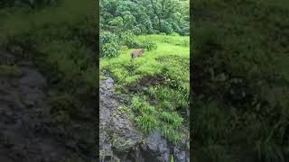 Varandh ghat #leopard #mahad #raigad #waterfall वरंध घाटात बिबट्याचा वावर