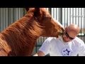 Horses help veterans heal