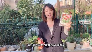 植物推荐：神奇的郁金香5度球，广东海南也能种开花