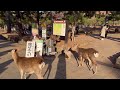 衝撃映像シーンジ 鹿は少女を襲った。 nara park deer 🦌 in japan