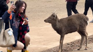 奈良の鹿と初対面で大喜びの観光客🦌