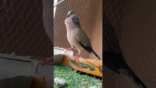 លលកម៉ាលេបរឃួអាងអេមណាស់Amazing DoveSounds #bird#terkukur#tekukur #trap#shortvideo#shorts#youtubeshort