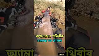 অ্যামাজন নদীতে পাওয়া গেল পৃথিবীর সবচেয়ে বড় বোয়াল মাছ।😱 #বোয়াল #বোয়ালমাছ #amazonriver