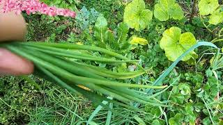 Harvesting myoga ginger and making miso soup