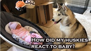 Huskies Meet Baby Sister for the First Time｜Day with a Newborn