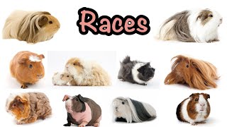 Races de cochons d'inde