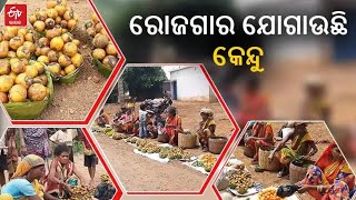 Kendu Create Earnings Of Tribal People | କେନ୍ଦୁଝରରେ କେନ୍ଦୁର ବଢୁଛି ଚାହିଦା: ମୂଲ୍ୟ ବୃଦ୍ଧି ପାଇଁ ଦାବି