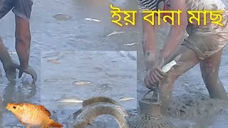 ইয়া বানা মাছ || new fishing