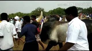 kottaiyiruppu kovil kaalai Siravayal 2019