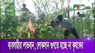 পদ্মা সেতু চালু হওয়ায় ন্যায্যমূল্য পাচ্ছে দক্ষিণাঞ্চলের কৃষিপণ্য