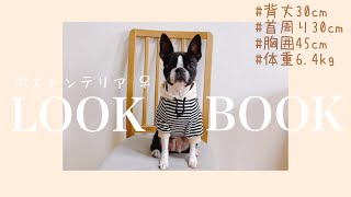 【ボストンテリア】LOOKBOOKの意味をよく知らない飼い主が作ったLOOKBOOK動画〜セルフダメージを施された洋服達〜