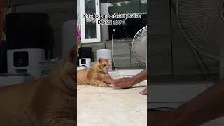 Gampang banget bos oyen satu ini marah 🥲 #kimwoyong #cat #kucing #viral