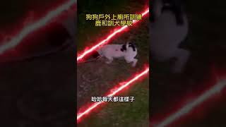 #每隻狗狗都有牠自己的故事#博美犬：主人說每天要清牠籠子裡的大便，真的快受不了了😭，一天帶牠出門好幾次，走了快一個小時，牠老兄不大便也不尿尿，回到家一個不注意‼️牠又大又尿了，真的快放棄治療了😂