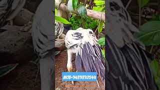 Parrot Beak Aseel Chicks In Odisha For Sale Contact No - 9439392544 (18 July 2023)