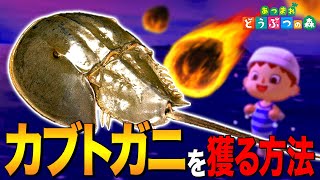 【あつ森】ワクチン製造の影「カブトガニ」を獲る方法 ～Horseshoe crab～【あつまれ どうぶつの森】