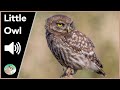 Little Owl - Sounds