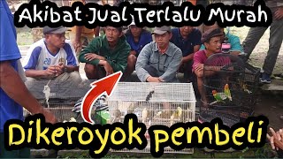 Seleksi Kenari Ombyokan Sapa Tau Dapet Mutiara