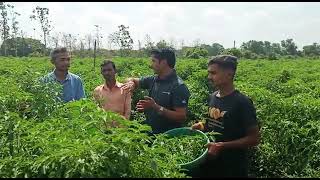 ascen hyveg ka G4 mirchi Egale ka jordar prafomance#hotpepper #egale#farming